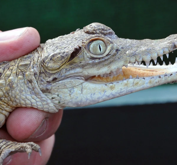 别的简报｜澳大利亚公园59只小鳄鱼被偷