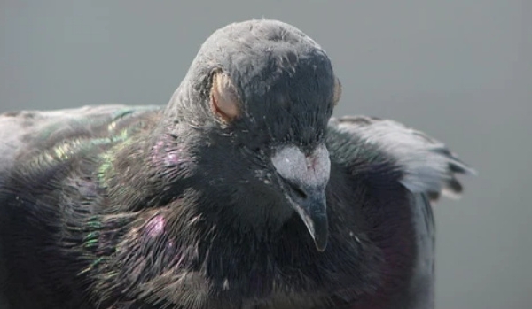 别的简报｜光污染导致大量鸟类失眠
