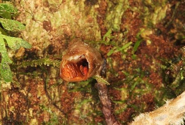 别的简报 | 科学家发现了世界上最丑的兰花