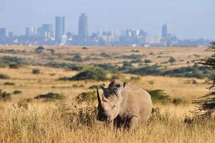 要给坦桑尼亚和上海的野生动物找共同点的话 – BIE 别的