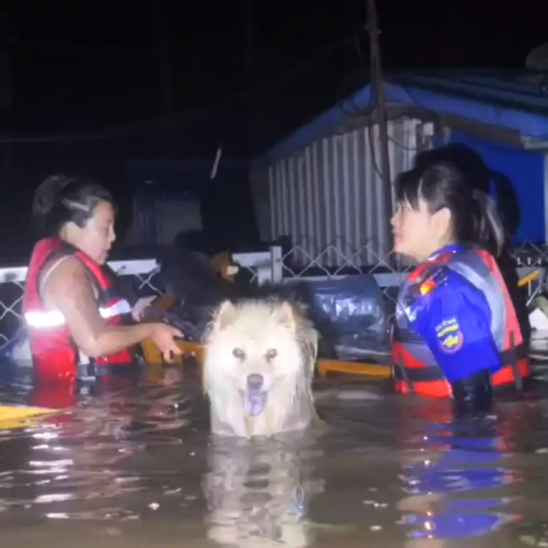 宠物侦探出动，拯救涿州洪水中的小动物